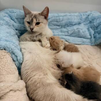 Domestic Short Hair and Siamese Cats Available for Adoption in Inman, South Carolina - Miso | PetCurious