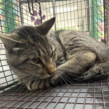 Domestic Short Hair Cats Available for Adoption in Lufkin, Texas - Clyde | PetCurious