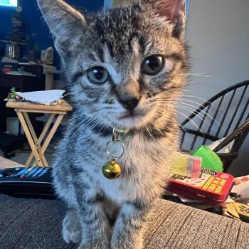 Tabby Cats Available for Adoption in Pasco, Washington - Mango | PetCurious