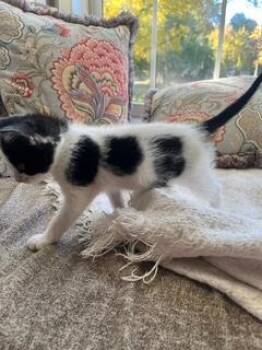 Rescue Domestic Short Hair Cats for Adoption in Pendleton, Oregon - Spotz | PetCurious