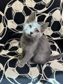 Cuddle Bug -  Domestic Short Hair Cat for Adoption in Waterloo, Iowa - Cuddle Bug | PetCurious