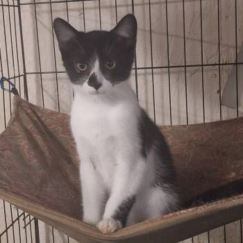 Charleston -  Domestic Short Hair Cat for Adoption in Eaton Rapids, Michigan - Charleston | PetCurious