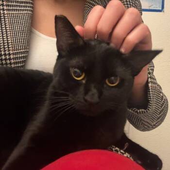 Rescue Domestic Short Hair Cats for Adoption in Los Angeles, California - Zuzu | PetCurious