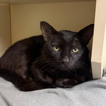 Skip -  Domestic Short Hair Cat for Adoption in South Elgin, Illinois - Skip | PetCurious