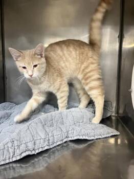 Rescue Domestic Short Hair Cats for Adoption in Lafayette, Indiana - Hobbes | PetCurious