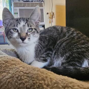 Rescue Domestic Short Hair Cats for Adoption in Los Angeles, California - Oliver | PetCurious