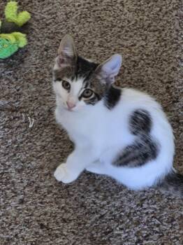 Prince George -  Tabby and Domestic Short Hair Cat for Adoption in Walnut Creek, California - Prince George | PetCurious