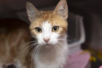 Domestic Short Hair Cats Available for Adoption in North Charleston, South Carolina - 3825B Sophia | PetCurious