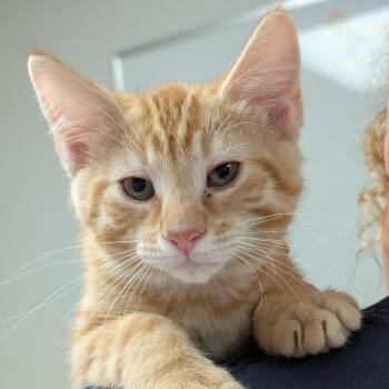 Checkers -  Domestic Short Hair Cat Available for Adoption in Canton, Illinois - Checkers | PetCurious