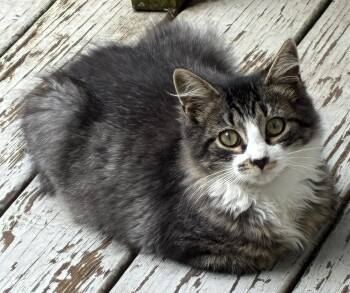 Fluffy -  Domestic Long Hair Cat for Adoption in Avon, New York - Fluffy | PetCurious