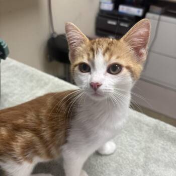 Venice -  Domestic Medium Hair Cat for Adoption in Riverside, California - Venice | PetCurious