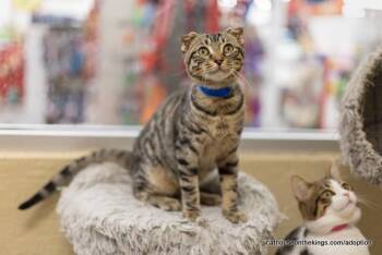 Scotty -  Scottish Fold and Tabby Cat for Adoption in Parlier, California - Scotty | PetCurious