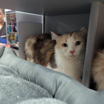 Dahlia -  Domestic Medium Hair Cat for Adoption in Canton, North Carolina - Dahlia | PetCurious