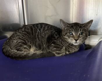 Rescue Domestic Short Hair Cats for Adoption in Raleigh, North Carolina - FIORELLO | PetCurious