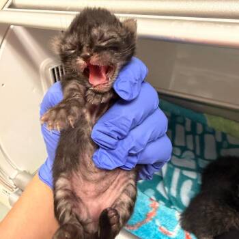 Vanderbilt -  Domestic Short Hair Cat for Adoption in Westminster, California - Vanderbilt | PetCurious