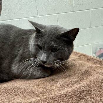 Solar Smartwater -  Domestic Short Hair Cat for Adoption in Murray, Utah - Solar Smartwater | PetCurious