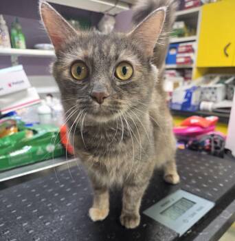 Domestic Long Hair and Dilute Tortoiseshell Cats Available for Adoption - Amara | PetCurious