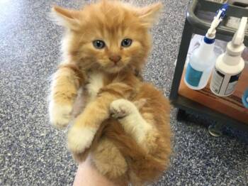Domestic Long Hair Cats Available for Adoption in Thousand Palms, California - A1911150 | PetCurious