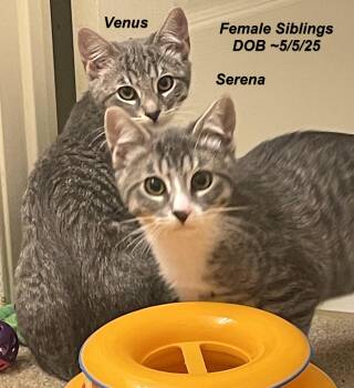 Rescue Tabby Cats for Adoption in South San Francisco, California - Serena & Venus | PetCurious