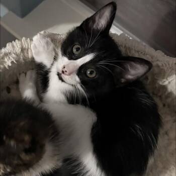 Domestic Short Hair Cats Available for Adoption in Missouri City, Texas - Swiss | PetCurious