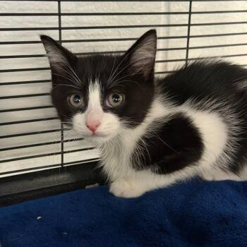 Cooper -  Domestic Short Hair Cat for Adoption in Hampton Bays, New York - Cooper | PetCurious