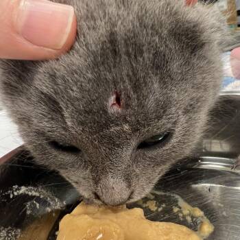 Carl Wheezer -  Domestic Short Hair Cat for Adoption in Abbotsford, British Columbia - Carl Wheezer | PetCurious