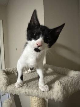 Mochi -  Tuxedo Cat for Adoption in Lawrenceville, Georgia - Mochi | PetCurious