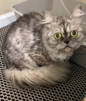Rescue Persian Cats for Adoption in Vienna, Virginia - Amun | PetCurious