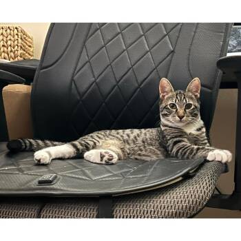 Rescue Tabby and Domestic Short Hair Cats for Adoption in Morgan Hill, California - Archie | PetCurious