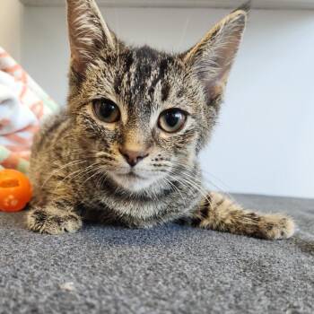 Bug -  Domestic Short Hair Cat for Adoption in Fort Wayne, Indiana - Bug | PetCurious
