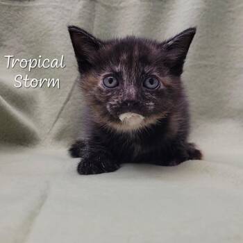 Tropical Storm -  Domestic Short Hair Cat for Adoption in Parkersburg, West Virginia - Tropical Storm | PetCurious