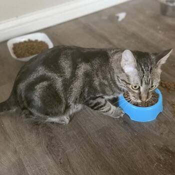 Domestic Short Hair Cats Available for Adoption in Buffalo, Minnesota - Stork | PetCurious