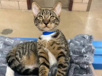 PUMPERNICKEL -  Domestic Short Hair Cat for Adoption in Fort Wayne, Indiana - PUMPERNICKEL | PetCurious