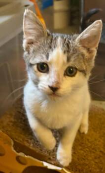 Rescue Domestic Short Hair Cats for Adoption in Corinth, New York - Othello | PetCurious