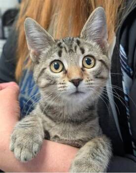 Rescue Domestic Short Hair Cats for Adoption in Canfield, Ohio - CIDER | PetCurious