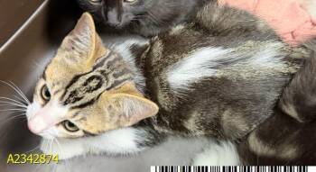 LISA -  Domestic Medium Hair Cat for Adoption in West Palm Beach, Florida - LISA | PetCurious