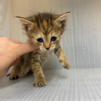 Domestic Short Hair Cats Available for Adoption in Pauls Valley, Oklahoma - Converter | PetCurious