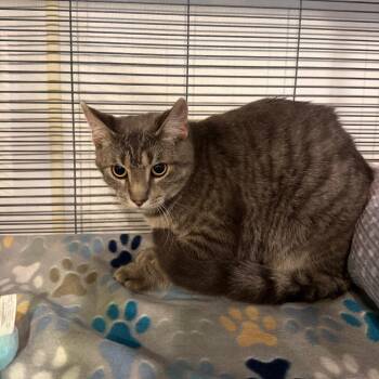Basil -  Domestic Short Hair Cat for Adoption in Hanna City, Illinois - Basil | PetCurious