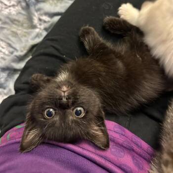 Monica -  Domestic Short Hair Cat for Adoption in Madison, Wisconsin - Monica | PetCurious