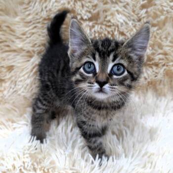 Nubby -  Domestic Short Hair Cat for Adoption in Michigan City, Indiana - Nubby | PetCurious