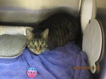Gabby (600) -  Domestic Short Hair Cat for Adoption in Marietta, Georgia - Gabby (600) | PetCurious