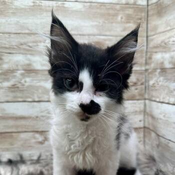 Alfredo -  Domestic Long Hair Cat for Adoption in Lexington, Kentucky - Alfredo | PetCurious