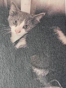 Elmer Fudd -  Domestic Short Hair Cat for Adoption in Cincinnati, Ohio - Elmer Fudd | PetCurious