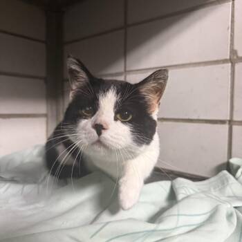 Rescue Domestic Short Hair Cats for Adoption in Columbus, Ohio - Cosmo | PetCurious
