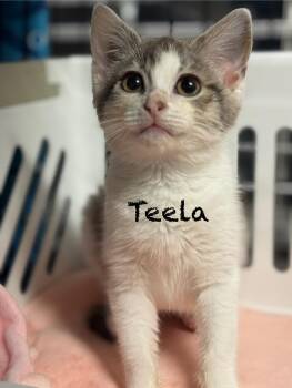 Domestic Short Hair Cats Available for Adoption in Pawleys Island, South Carolina - Teela | PetCurious