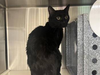 SALM -  Domestic Short Hair Cat for Adoption in Colorado Springs, Colorado - SALM | PetCurious