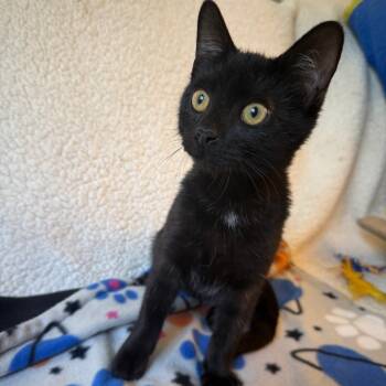 Rescue Domestic Short Hair Cats for Adoption in Brea, California - Potion | PetCurious