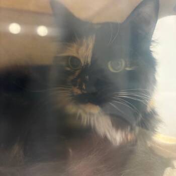 Domestic Medium Hair Cats Available for Adoption in Reno, Nevada - Ana | PetCurious