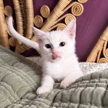 Chilly -  Domestic Short Hair Cat for Adoption in Chattanooga, Tennessee - Chilly | PetCurious