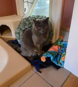 Domestic Short Hair Cats Available for Adoption in Philadelphia, Pennsylvania - Smokey Quee | PetCurious